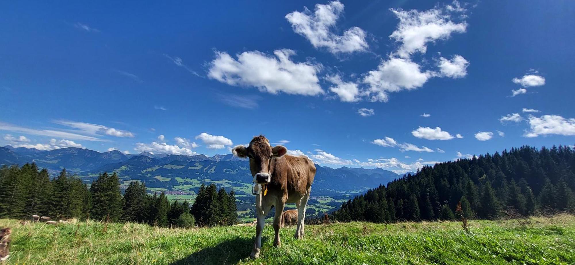 Fewo Allgaeuliebe Mit Wlan Oberstaufen Steibis ภายนอก รูปภาพ